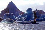 Eisberge und Küstenseeschwalben